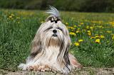 SHIH TZU 235
